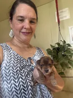 Winnie, a female Yorkshire Terrier for sale in Hillsboro, TX – 4 of 6