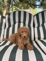 Ned, a male Goldendoodle for sale in Hillsboro, TX – 7 of 9
