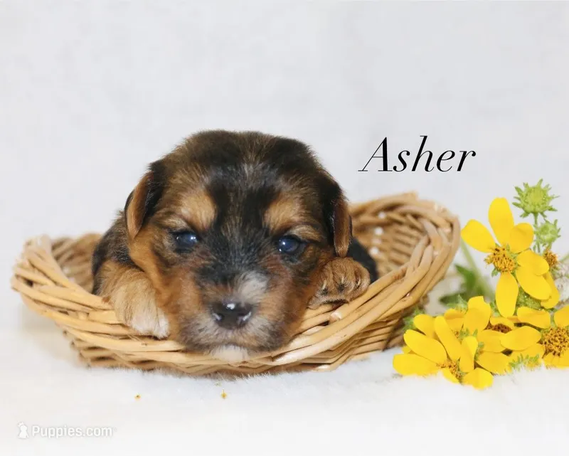 Asher – Yorkshire Terrier puppy for sale in Hillsboro, TX