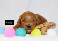 Lucky, a male Goldendoodle for sale in Hillsboro, TX – 2 of 2