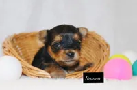 Romeo, a male Yorkshire Terrier for sale in Hillsboro, TX – 1 of 2
