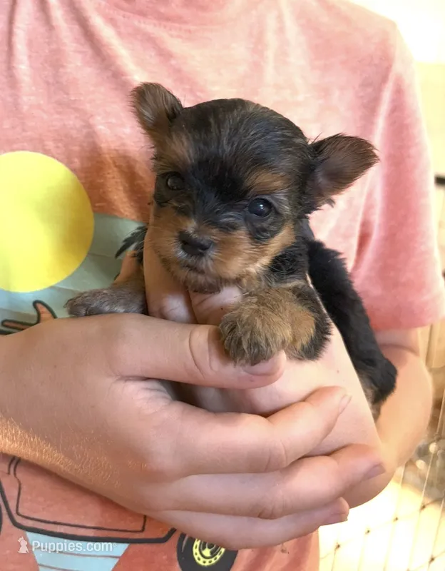 Romeo – Yorkshire Terrier puppy for sale in Hillsboro, TX