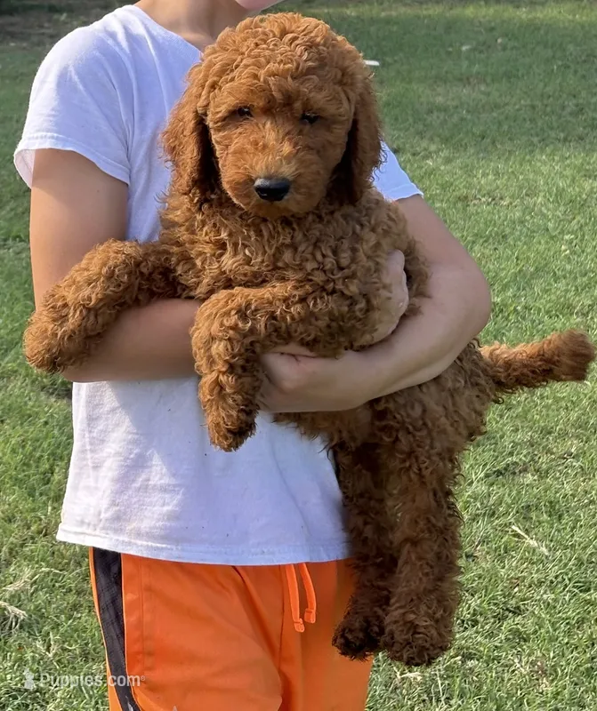 Ned – Goldendoodle puppy for sale in Hillsboro, TX