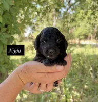 Night, a male Goldendoodle for sale in Hillsboro, TX – 1 of 2