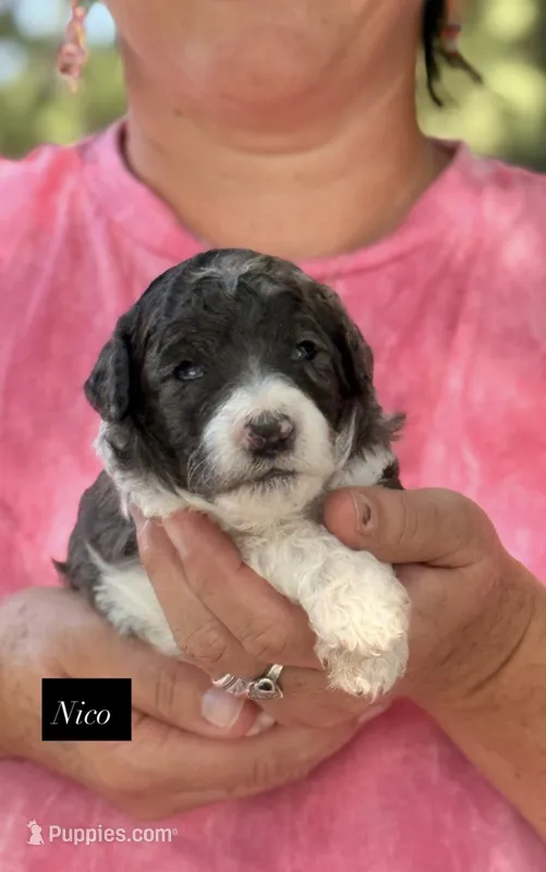 Nico – Goldendoodle puppy for sale in Hillsboro, TX