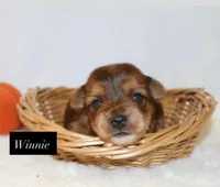 Winnie, a female Yorkshire Terrier for sale in Hillsboro, TX – 5 of 6