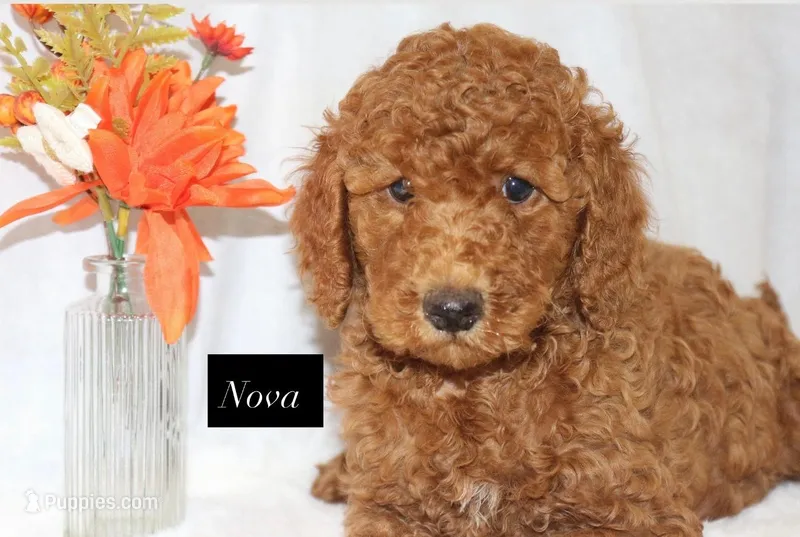 Nova – Goldendoodle puppy for sale in Hillsboro, TX