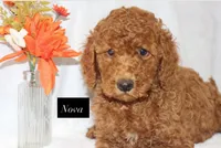Nova, a female Goldendoodle for sale in Hillsboro, TX – 2 of 7