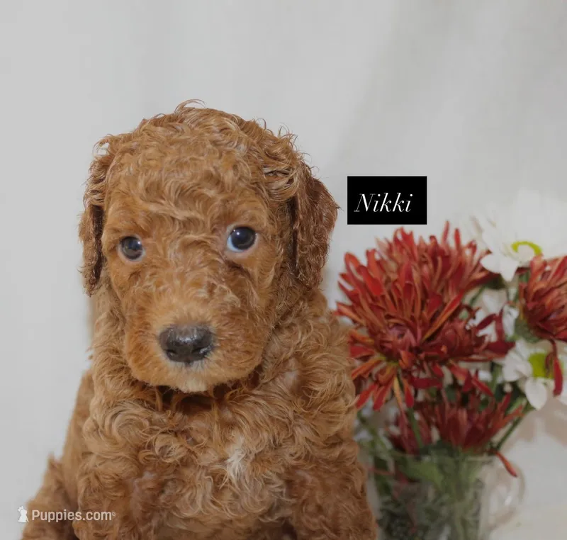 Nikki – Goldendoodle puppy for sale in Hillsboro, TX
