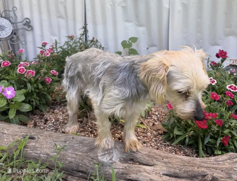 Sally – Yorkshire Terrier puppy for sale in Hillsboro, TX
