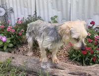 Sally, a female Yorkshire Terrier for sale in Hillsboro, TX – 1 of 6