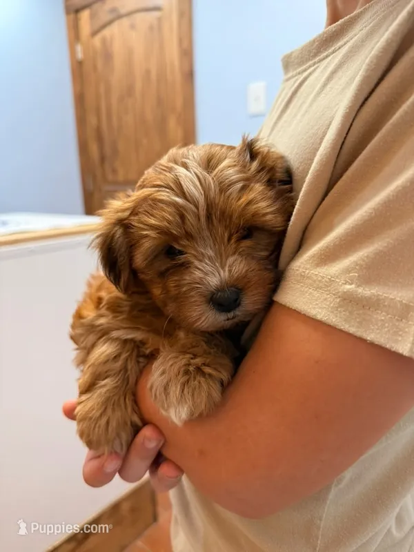 Wisp – Yorkshire Terrier puppy for sale in Hillsboro, TX
