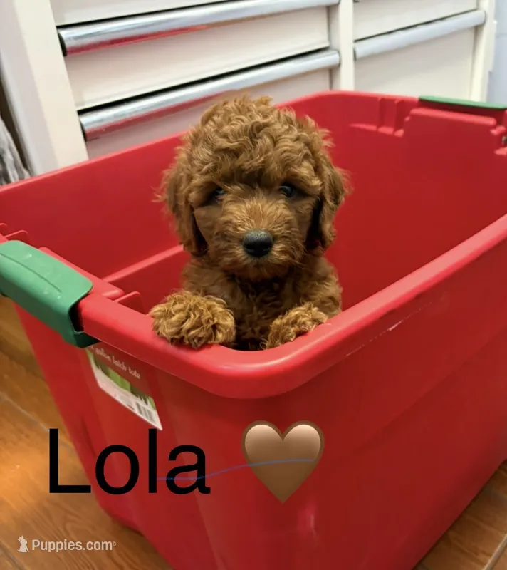 Lola – Goldendoodle puppy for sale in Hillsboro, TX