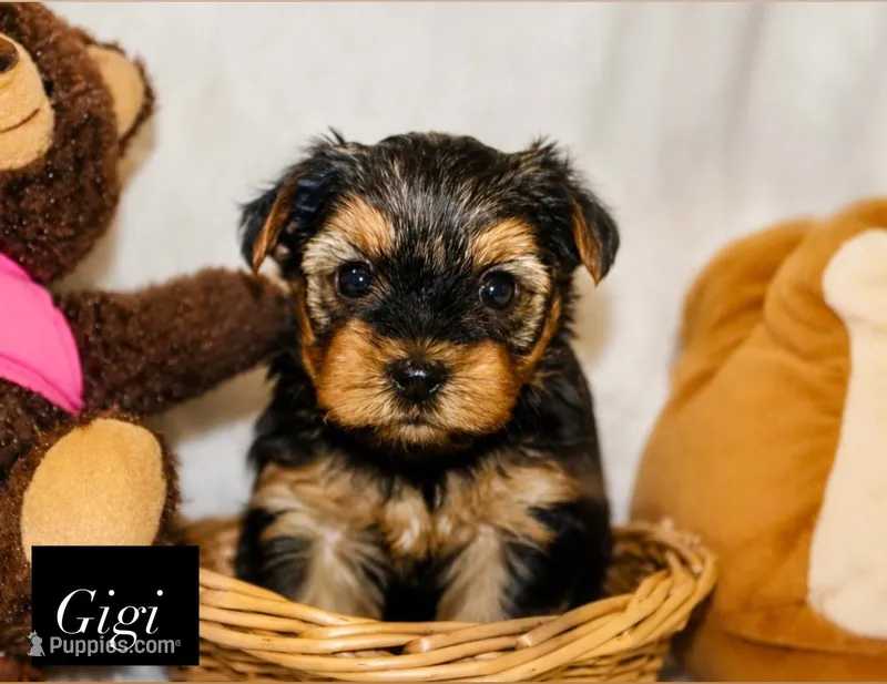 Gigi – Yorkshire Terrier puppy for sale in Hillsboro, TX
