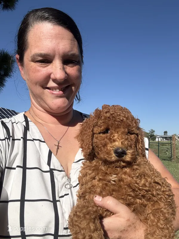 Nova – Goldendoodle puppy for sale in Hillsboro, TX