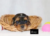 Remy , a female Yorkshire Terrier for sale in Hillsboro, TX – 2 of 2