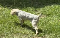Sally, a female Yorkshire Terrier for sale in Hillsboro, TX – 6 of 6