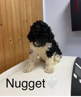 Nugget, a male Goldendoodle for sale in Hillsboro, TX – 6 of 6