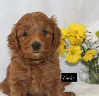 Lucky, a male Goldendoodle for sale in Hillsboro, TX – 7 of 8