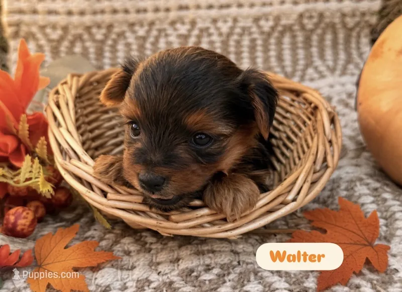 Walter – Yorkshire Terrier puppy for sale in Hillsboro, TX