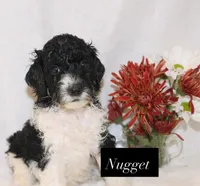 Nugget, a male Goldendoodle for sale in Hillsboro, TX – 5 of 6
