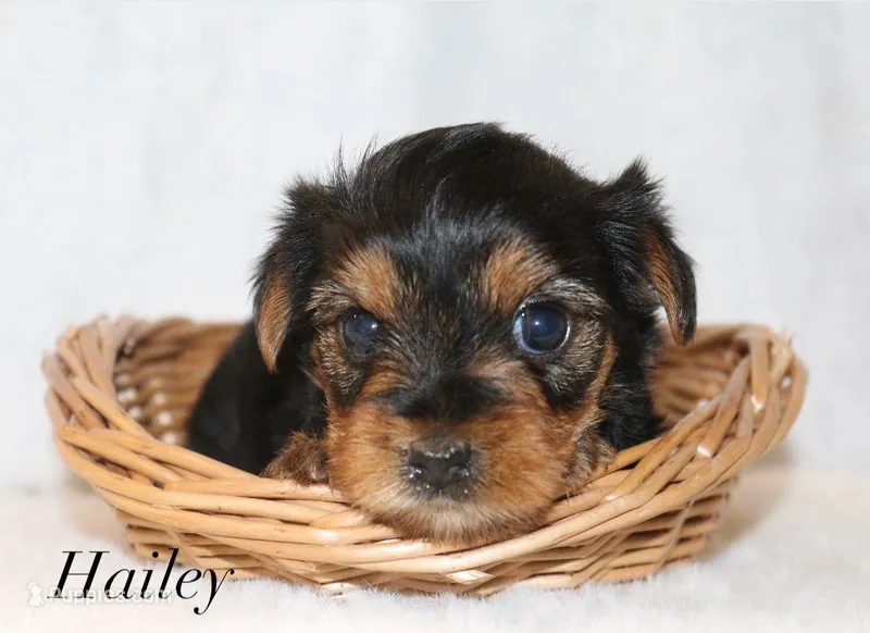 Hailey – Yorkshire Terrier puppy for sale in Hillsboro, TX
