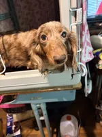 Black and Tan, a male Miniature Dachshund for sale in Lynchburg, VA – 7 of 8