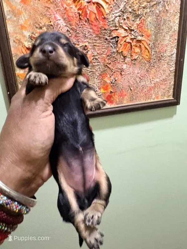 Lovely One – Miniature Dachshund puppy for sale in Lynchburg, VA