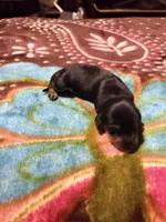 Lovely One, a female Miniature Dachshund for sale in Lynchburg, VA – Photo 2 of 7