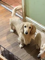 Lovely One, a female Miniature Dachshund for sale in Lynchburg, VA – Photo 4 of 7