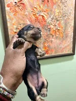 Lovely One, a female Miniature Dachshund for sale in Lynchburg, VA – Photo 3 of 7