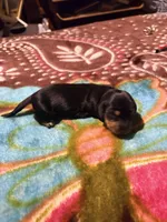 Lovely One, a female Miniature Dachshund for sale in Lynchburg, VA – Photo 7 of 7