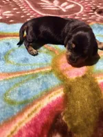 Lovely One, a female Miniature Dachshund for sale in Lynchburg, VA – Photo 6 of 7