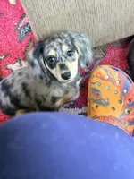 Silver and Cream Dapple, a female Miniature Dachshund for sale in Lynchburg, VA – 5 of 8