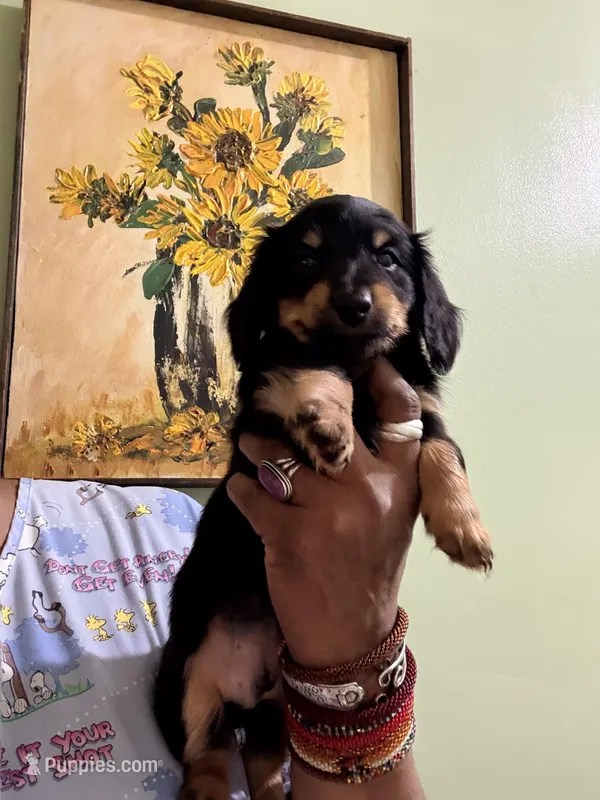 Sweet Boy 3 – Miniature Dachshund puppy for sale in Lynchburg, VA