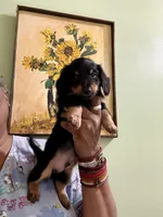 Sweet Boy 3, a male Miniature Dachshund for sale in Lynchburg, VA – Photo 5 of 9