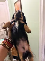 Sweet Boy 3, a male Miniature Dachshund for sale in Lynchburg, VA – Photo 7 of 9