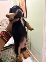 Sweet Boy 3, a male Miniature Dachshund for sale in Lynchburg, VA – Photo 6 of 9