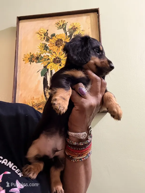 Sweet Boy 3 – Miniature Dachshund puppy for sale in Lynchburg, VA