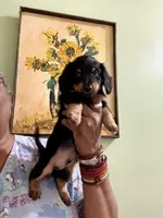 Sweet Boy 3, a male Miniature Dachshund for sale in Lynchburg, VA – Photo 2 of 9