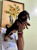 Sweet Boy 3, a male Miniature Dachshund for sale in Lynchburg, VA – Photo 3 of 9