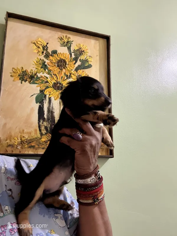 Sweet Boy 3, a male Miniature Dachshund for sale in Lynchburg, VA – Photo 1 of 9