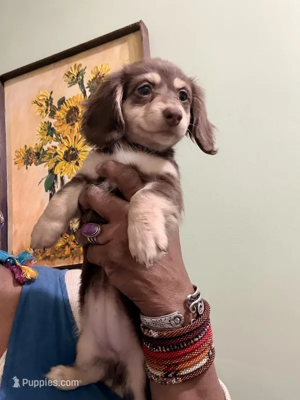 Mocha Baby – Miniature Dachshund puppy for sale in Lynchburg, VA