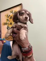 Mocha Baby, a female Miniature Dachshund for sale in Lynchburg, VA – Photo 1 of 6