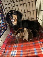 Mocha Baby, a female Miniature Dachshund for sale in Lynchburg, VA – Photo 6 of 6