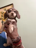 Mocha Baby, a female Miniature Dachshund for sale in Lynchburg, VA – Photo 4 of 6