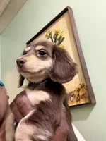 Mocha Baby, a female Miniature Dachshund for sale in Lynchburg, VA – Photo 3 of 6