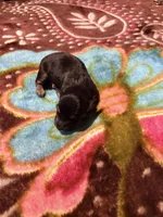 Sweet Boy, a male Miniature Dachshund for sale in Lynchburg, VA – Photo 6 of 7