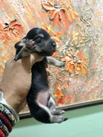 Sweet Boy, a male Miniature Dachshund for sale in Lynchburg, VA – Photo 3 of 7