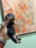 Sweet Boy, a male Miniature Dachshund for sale in Lynchburg, VA – Photo 4 of 7